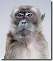 macaco