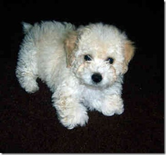 toy-poodle