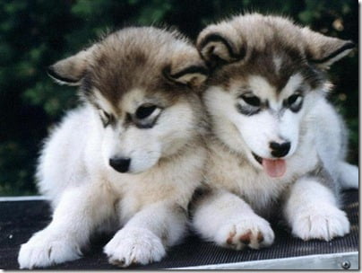 puppies-2